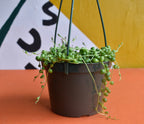 String of Pearls