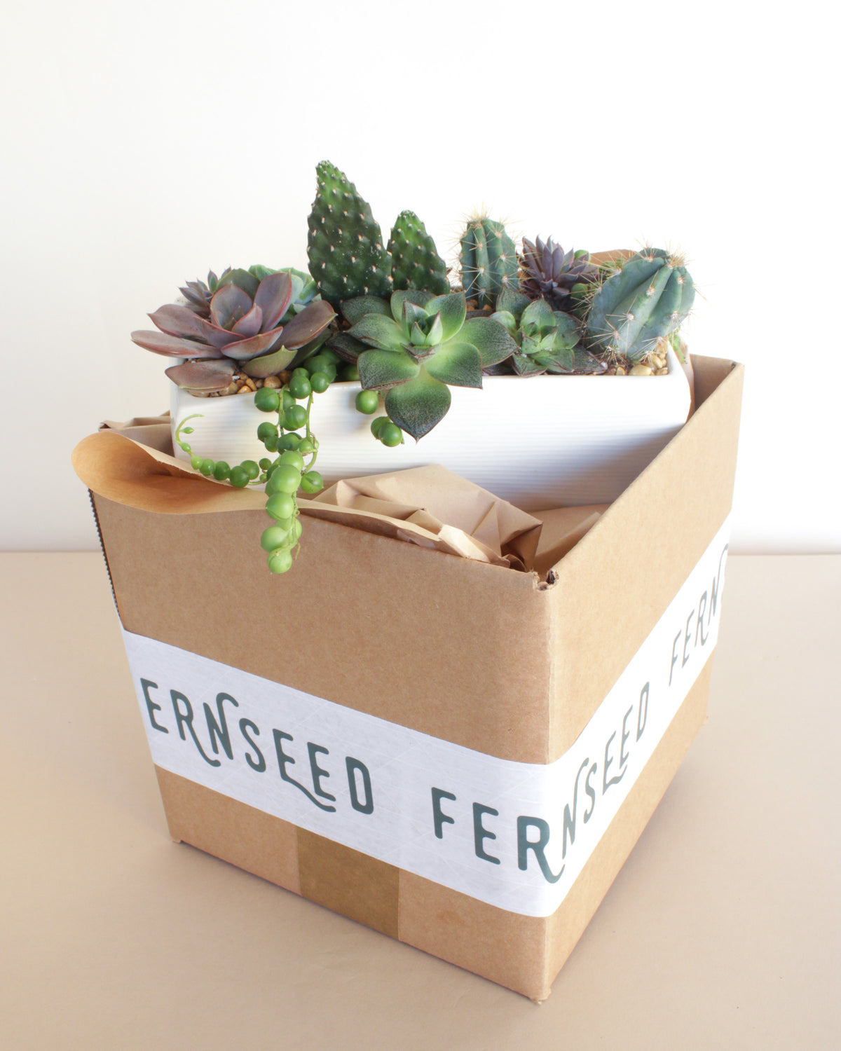 Tandem Windowsill Succulent Planter